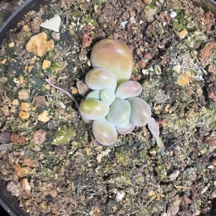 库克叶插  一物一拍