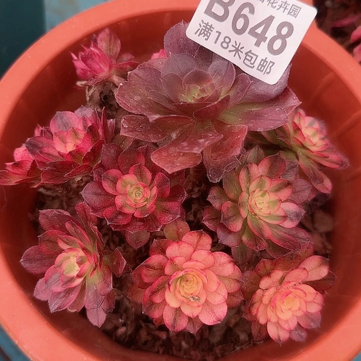 多肉法师淘宝福利