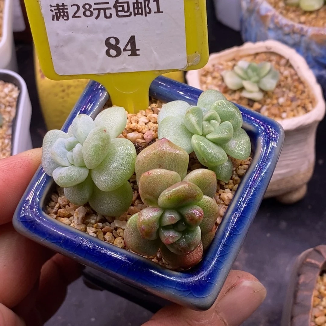 184趴的冰玉石化三头……