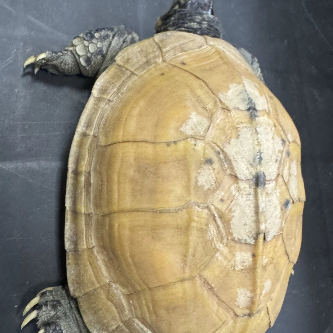 变异白化小青龟观赏龟半水龟宠物龟