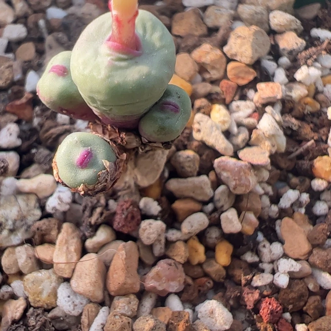 389 好看的多肉冲冲冲