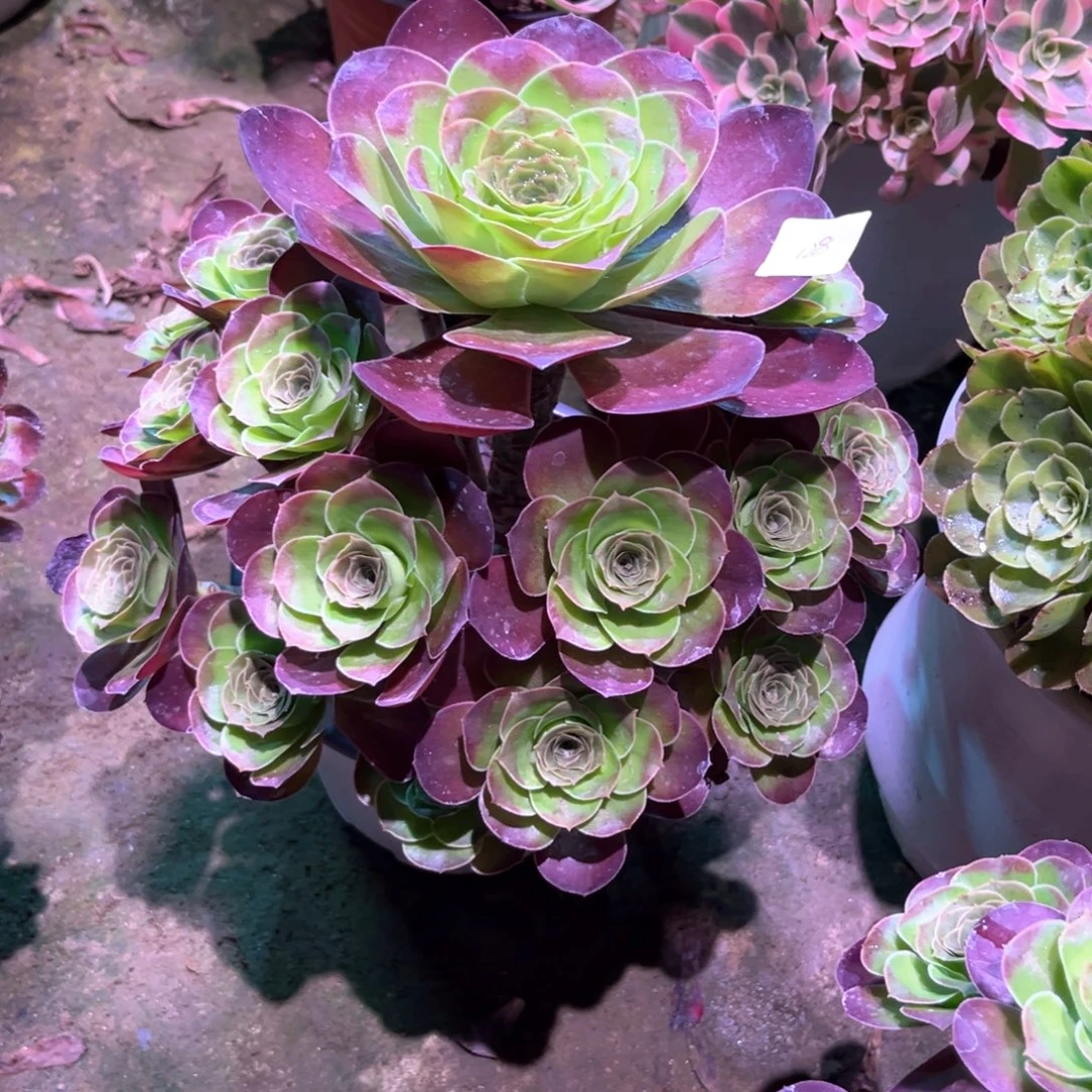 多肉植物魅金玫瑰0128