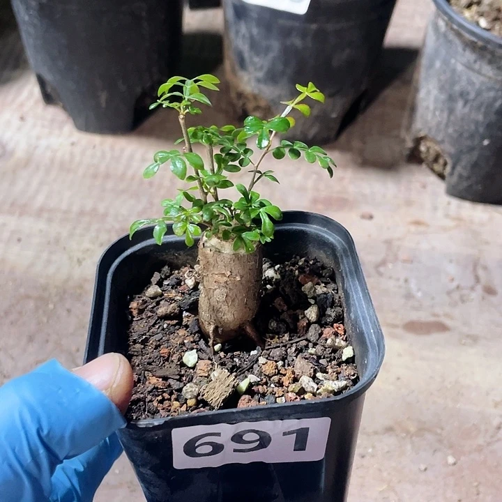 691列加漆树块根，