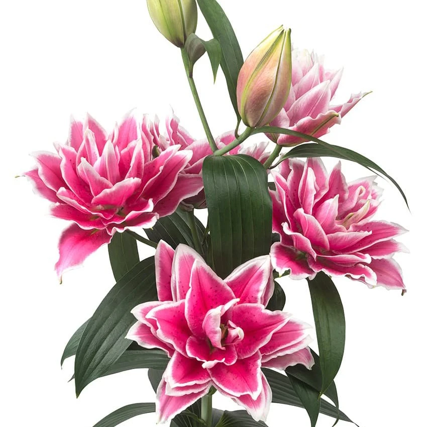 【火星之恋16/18】(3颗，5颗，10颗)浓香型荷兰进口重瓣百合花种球