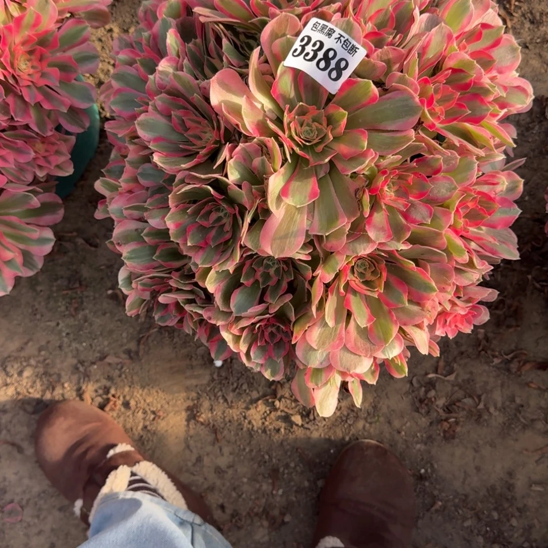 法师女郎18-11 3388