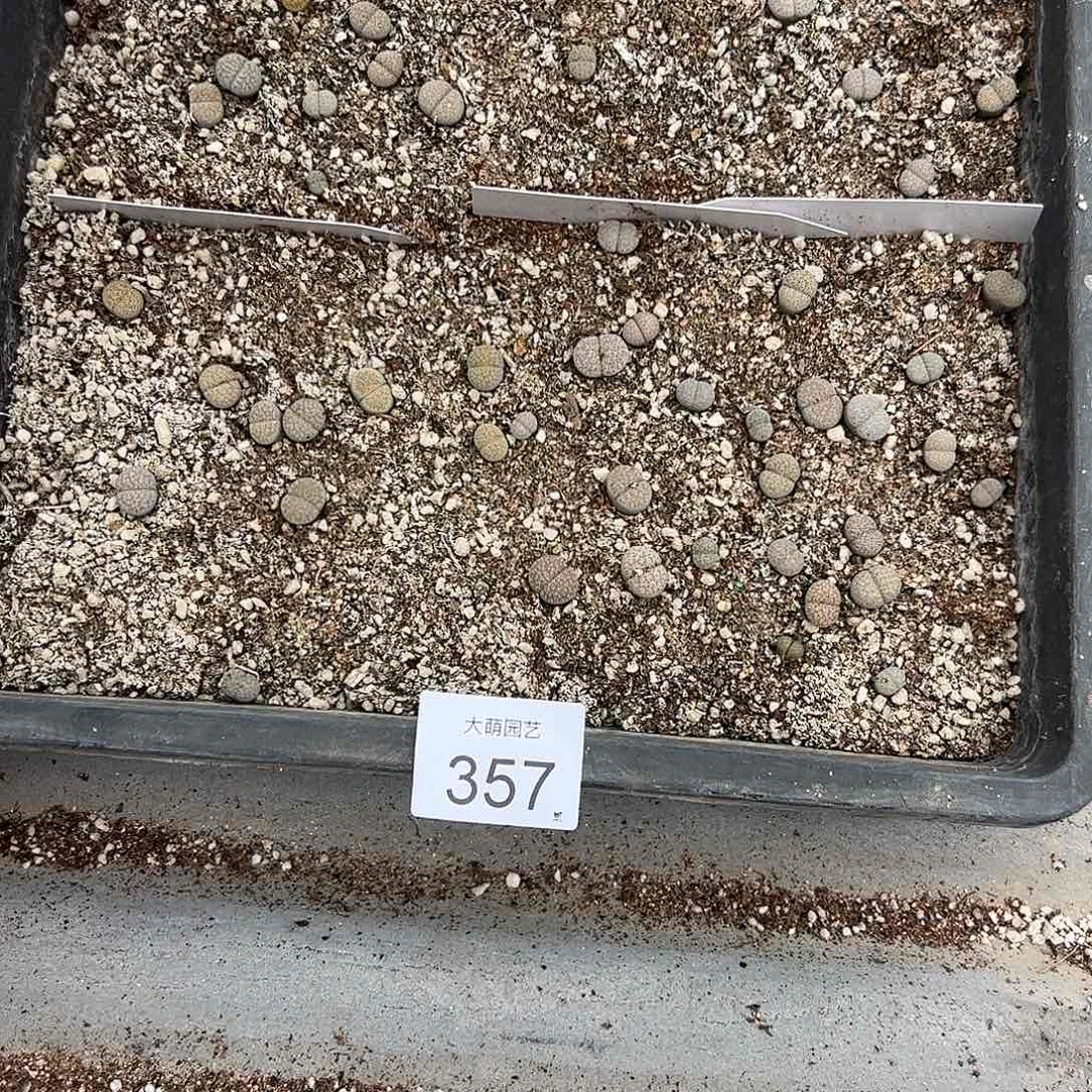 一物一拍脱土发。   357