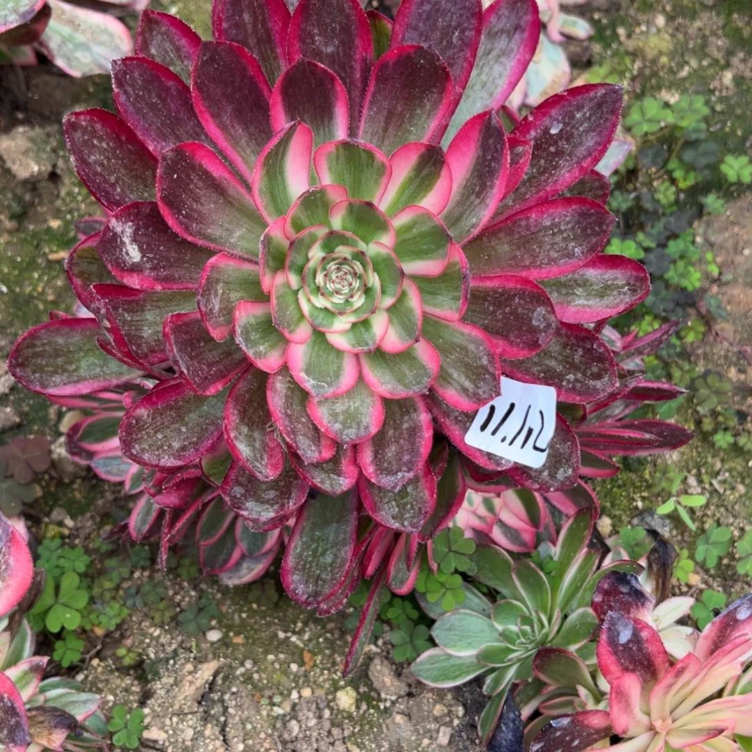 102荔枝多肉多肉多肉