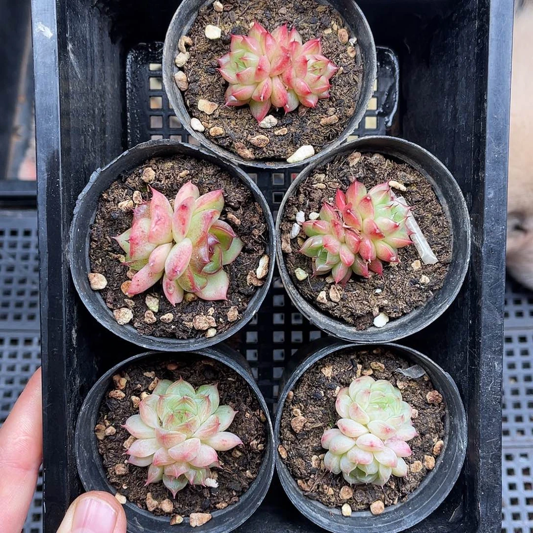 多肉一物一拍23-20