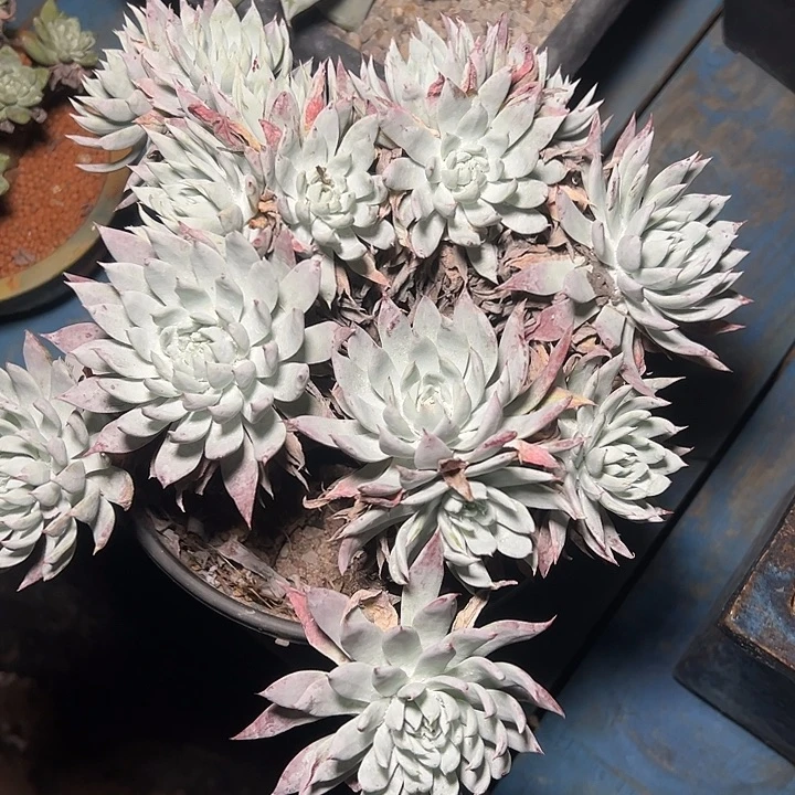 雪山杂一物一拍1368