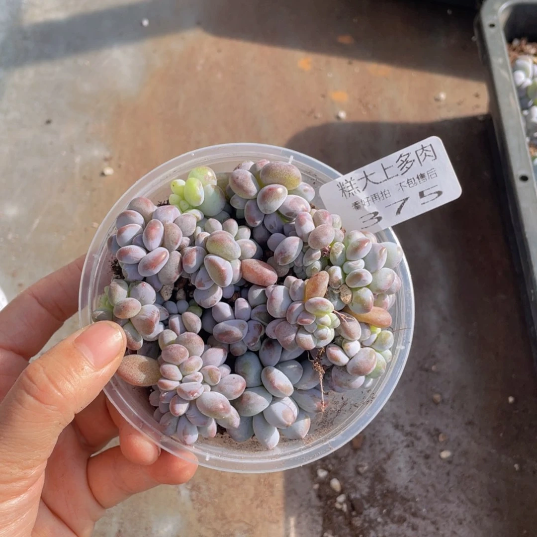 糕大上多肉植物375