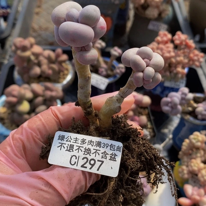 芭比奶洛老桩有砍297多肉植物