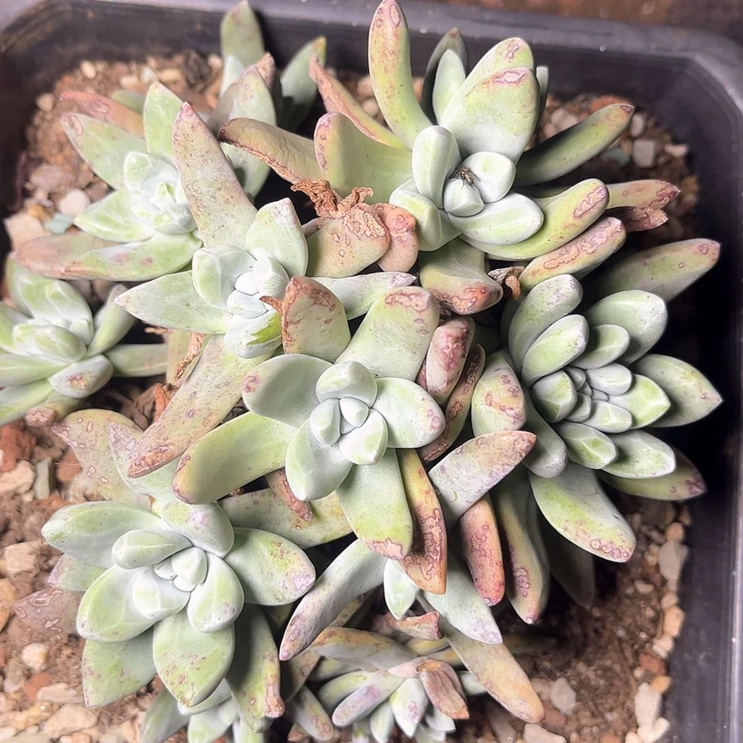 清*法姆老桩多头群生