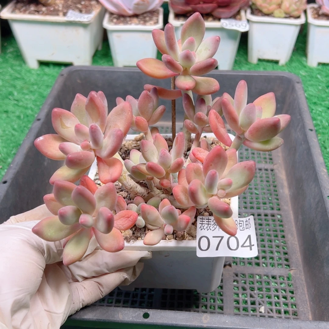 无花朵多肉一物＿拍植物0704