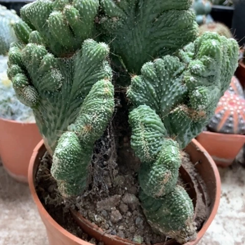 五指山仙人球18米仙人球