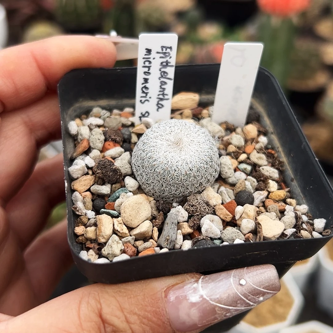 天使界仙人球1111111