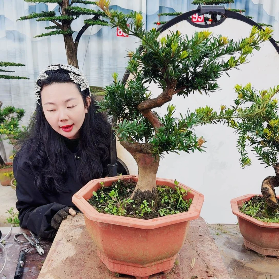 盆景罗汉松一物一拍