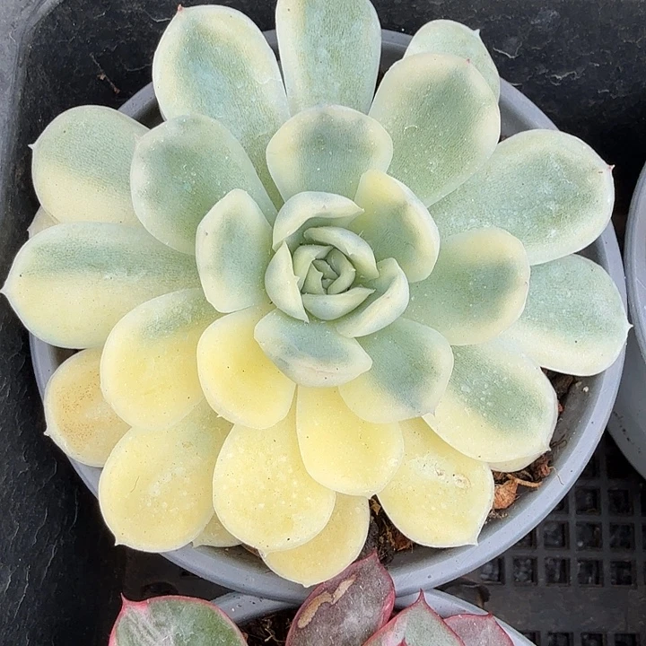 草莓冰锦一物一拍