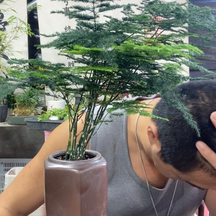 七***铁以实际为准盆景绿植盆栽69