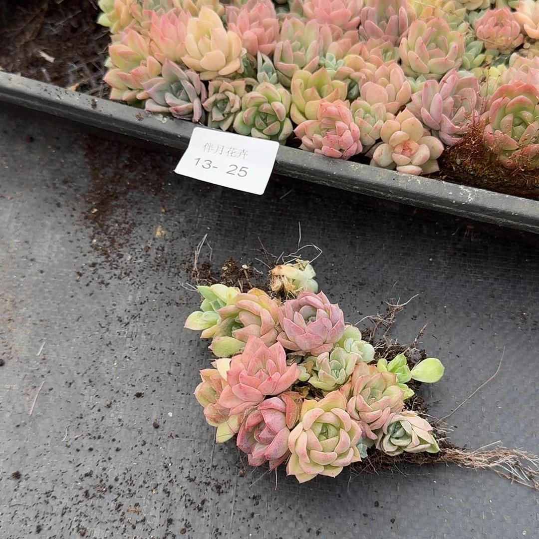 13-25珍妮十多颗量拍右一