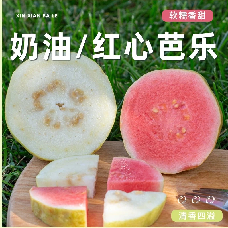 福建奶油芭乐红心芭乐 3斤|5斤装 软糯香甜绵密 【放软再吃】