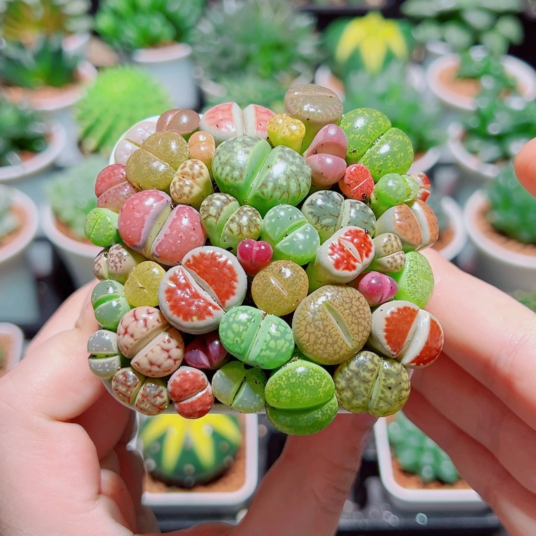 生石花带白盆种好