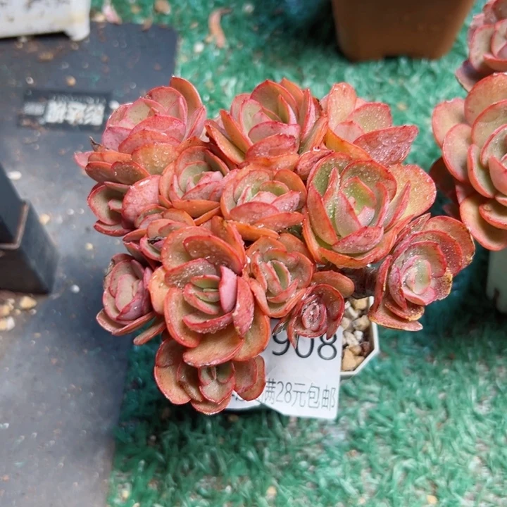 幸运的是我还没遇到你
