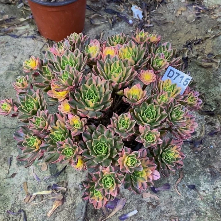 甜茶多肉植物715