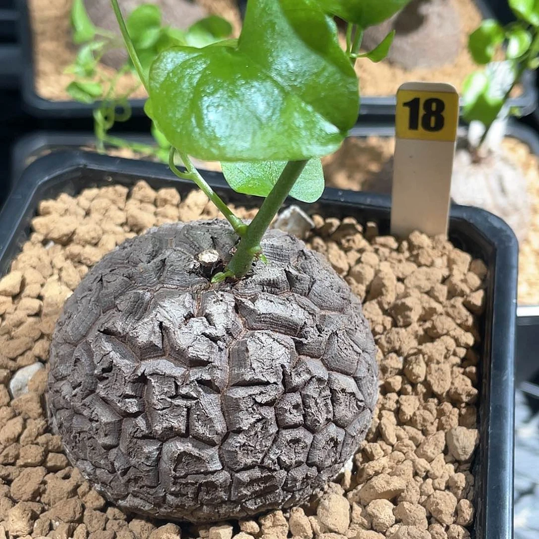 8.8折福利价18号龟甲龙