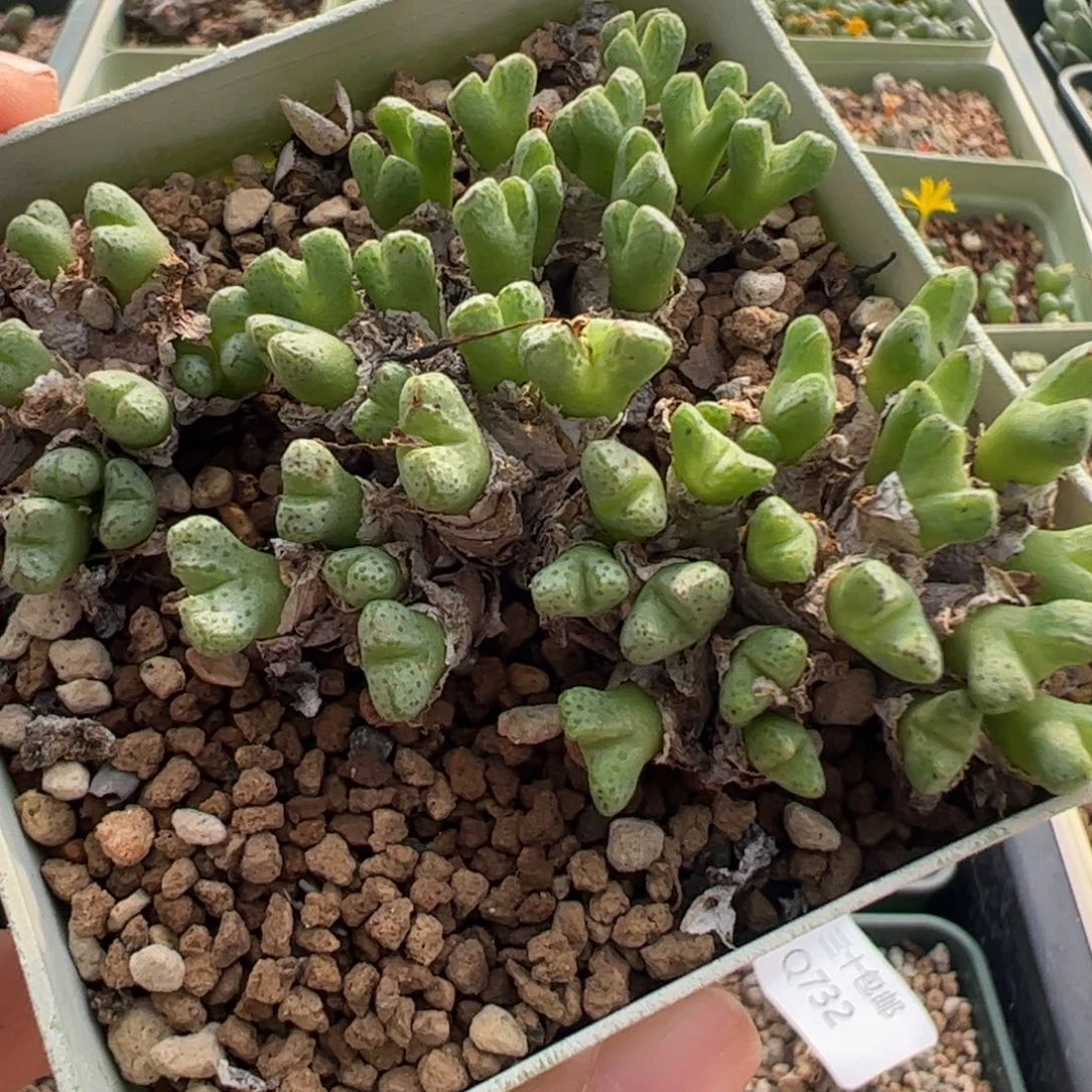 779 好看的多肉冲冲冲