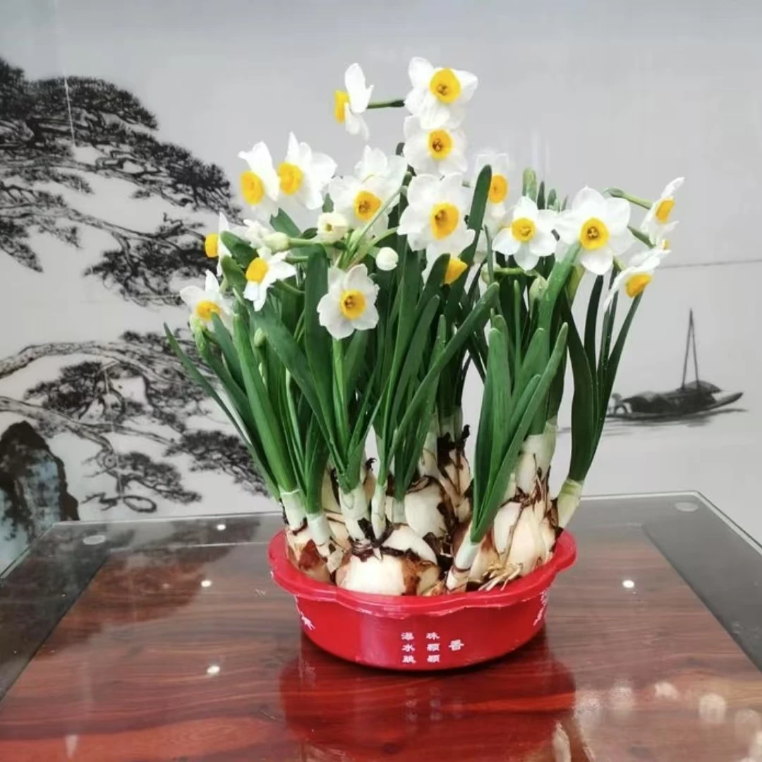 【带芽发货】漳州水仙花王种球北欧文人盆景室内开花浓香好养易开花