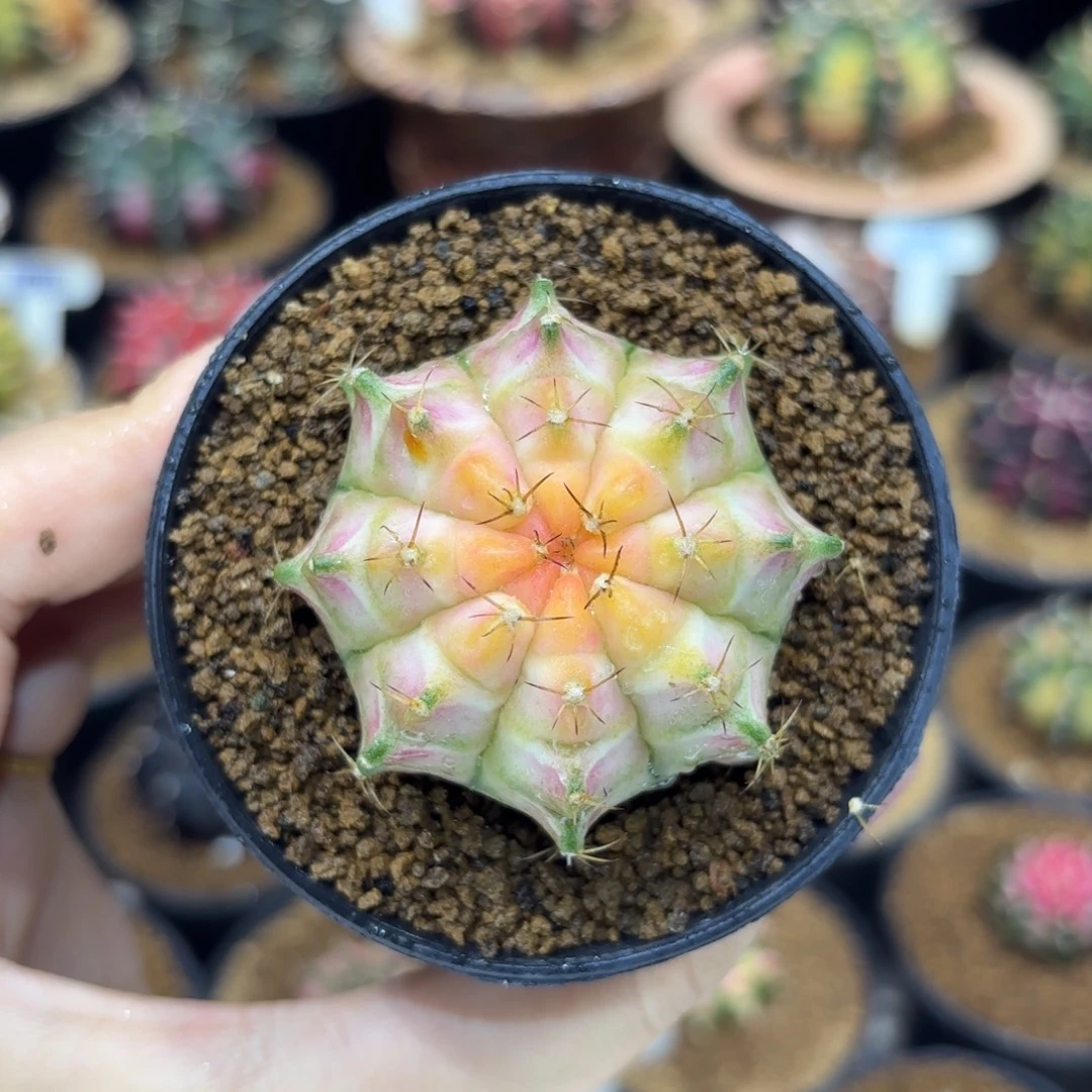 5cm小清新色系实生轮回