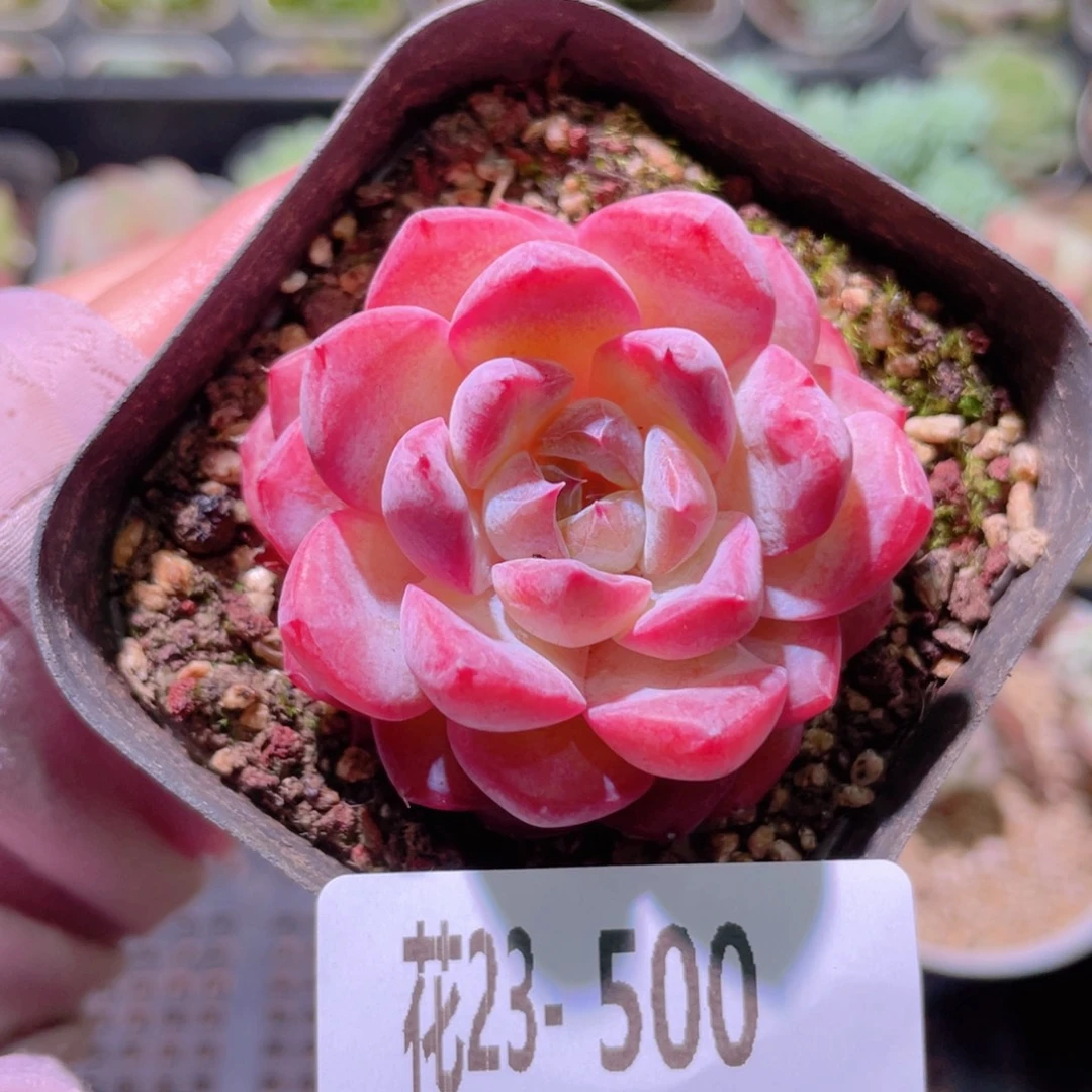花利美23-500新品
