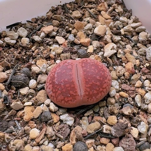 790火印日轮母本带盆土