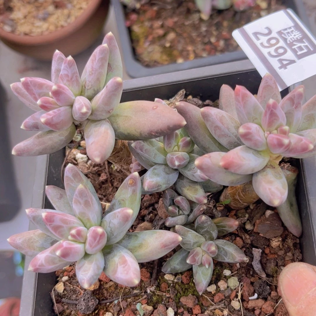 凤羽2994多肉植物