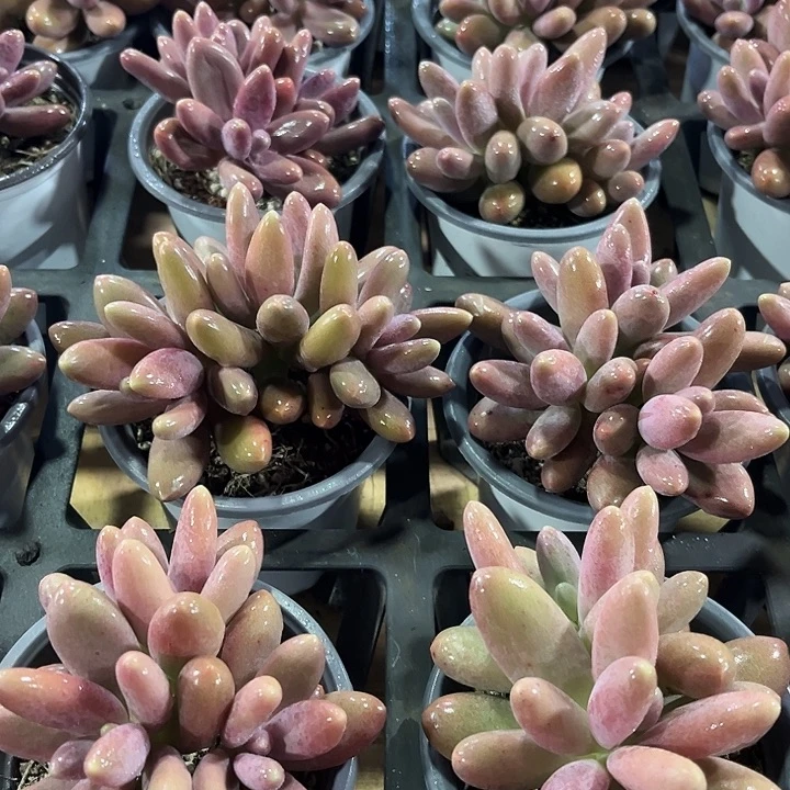 精品大糖果美人多肉植物