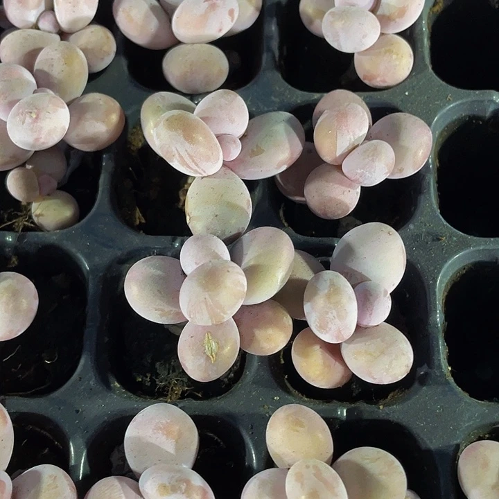 小奶豆1.5带土发