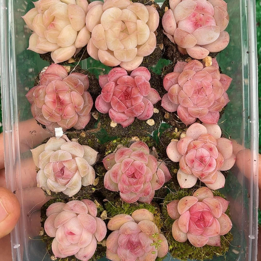 多肉植物一物一拍4-35