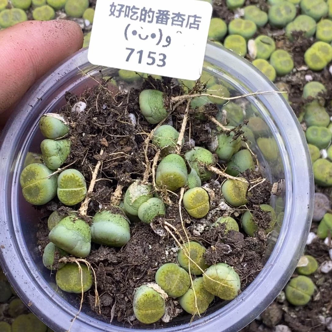 7153。全窗黄巴黎。福利价。。。