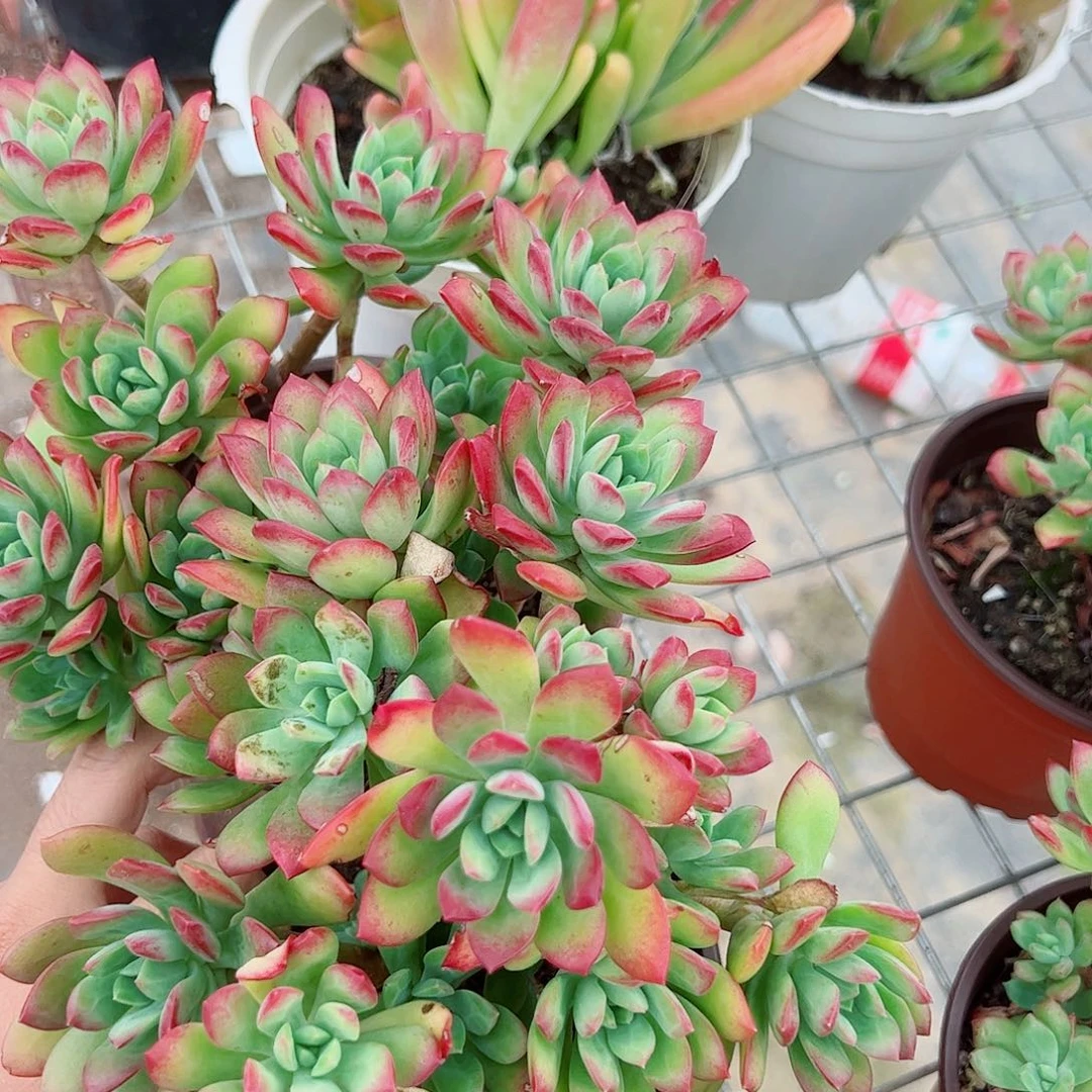 红稚莲多头群生老桩二盆