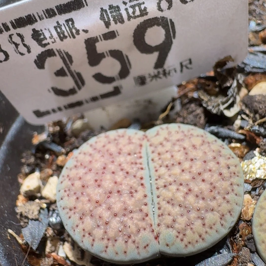 西***辞Ssss精品生石花359