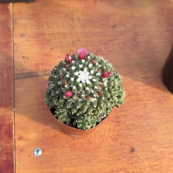 巴**雨雪糕仙人球仙人球