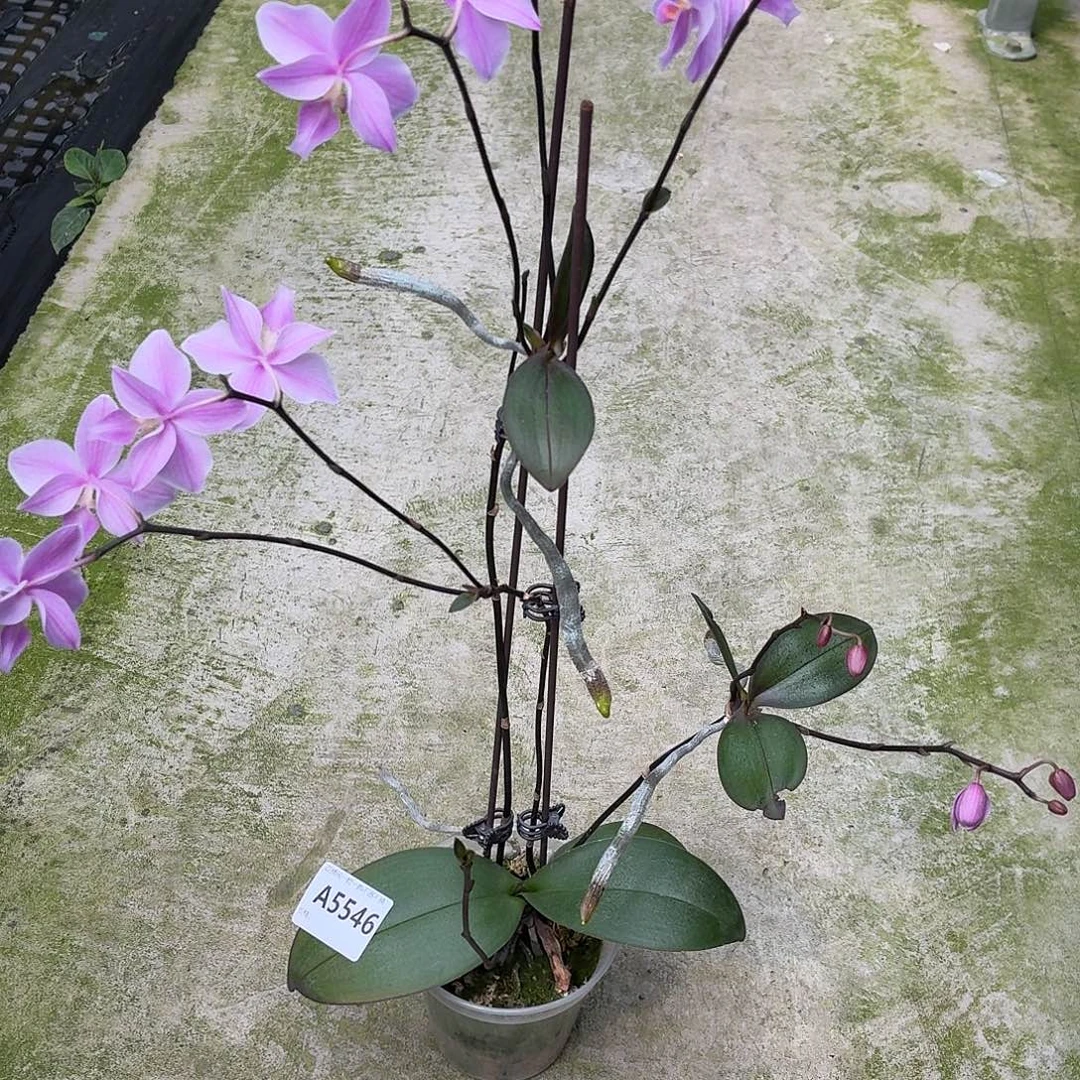 当前无花朵，栽培后可花朵A5546yss1156五苗连体株