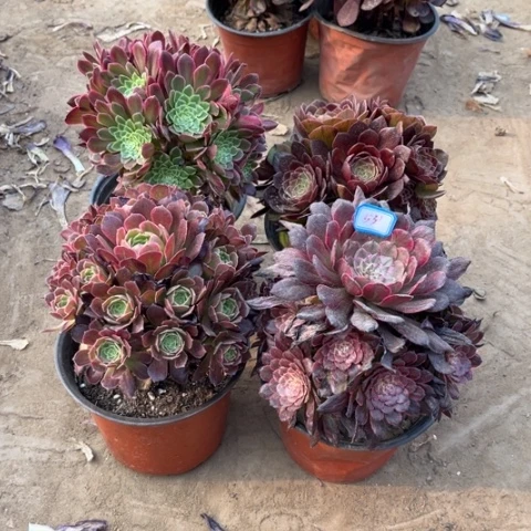 531多肉植物组合