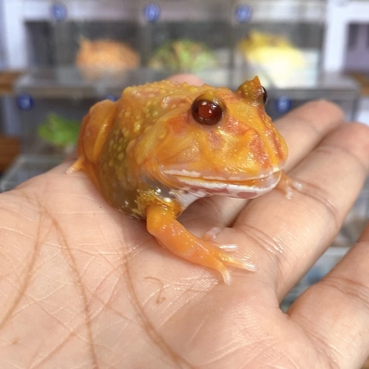 角蛙603号微瑕疵变异5厘米