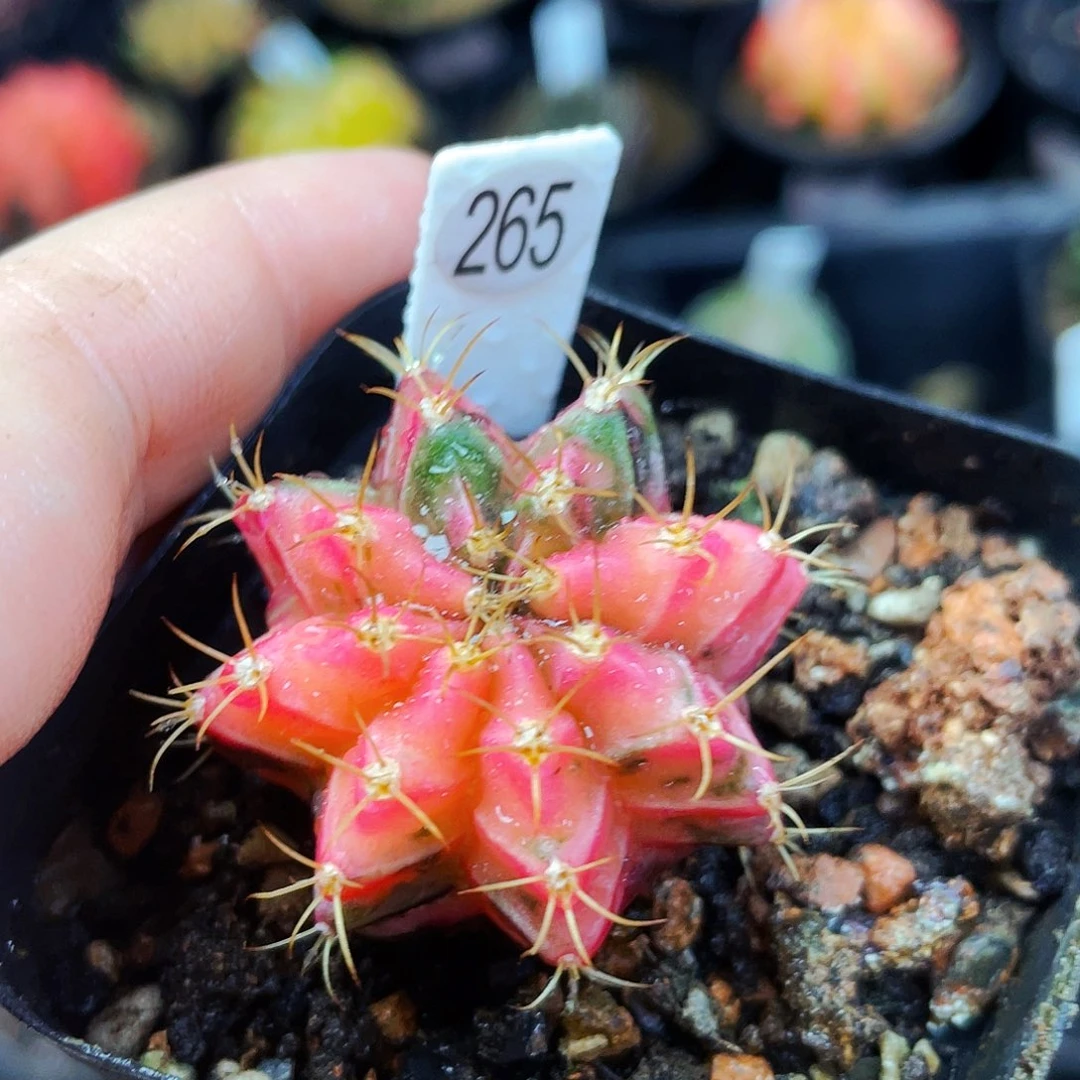 非偏远地区满25包邮仙人球裸根