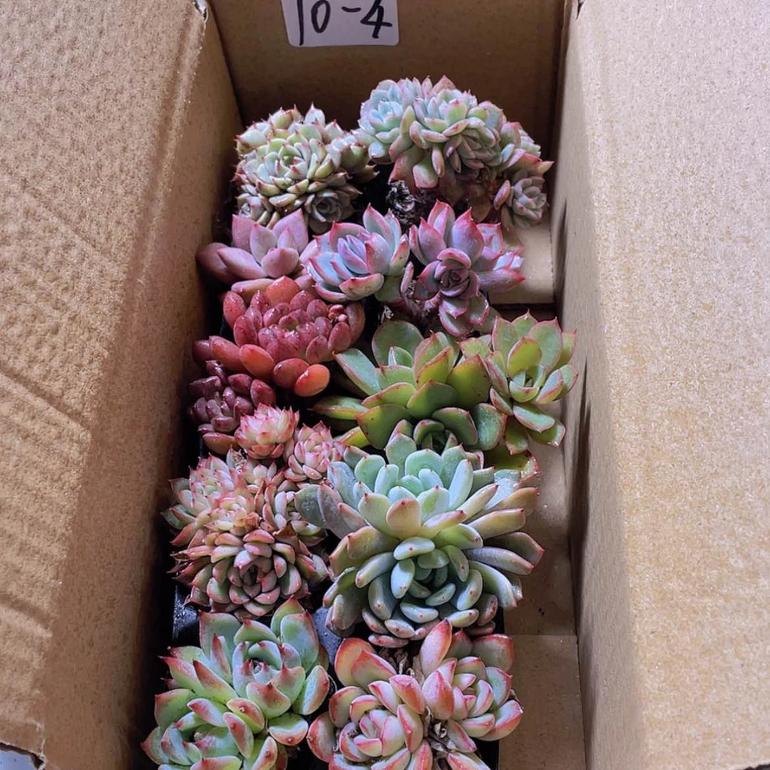 【闪购商品】10颗-4