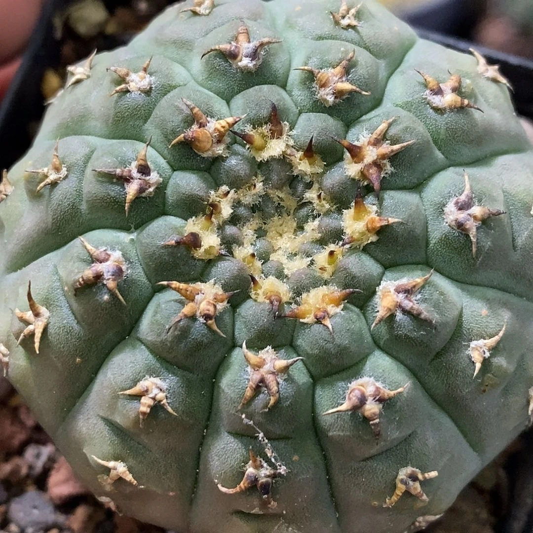 孤品实生特选株螺旋刺型羚羊角纹极致短豪刺怪龙丸5.7cm