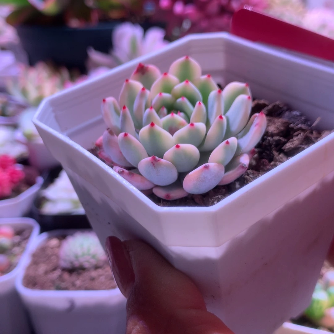 雪爪覆轮锦有根有