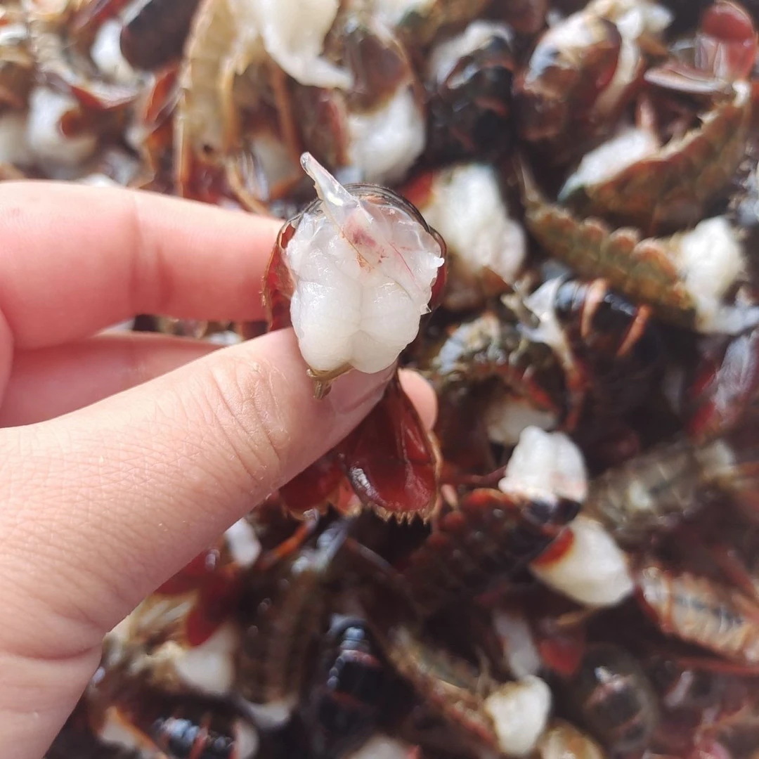 新鲜中青虾小龙虾尾生鲜包邮