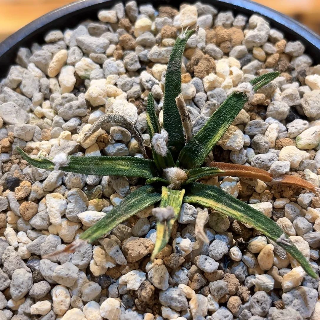 潮流植物 龙舌兰牡丹 锦